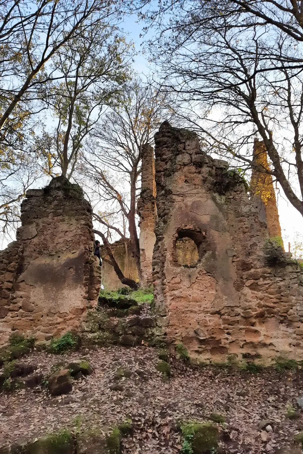 I ruderi di un edificio di Monterano Antica invasi dagli alberi, con la nicchia ancora visibile nel muro